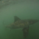 Illustration for article titled Surfer Uses Underwater Camera to Capture Two Great Whites Sizing Him Up